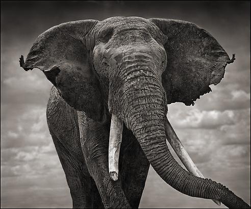 Nick Brandt - Artists - Sarah Hasted