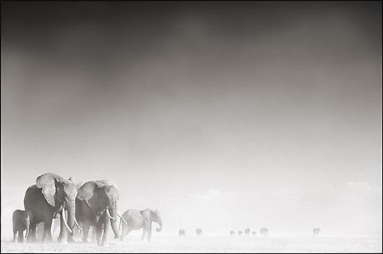 Nick Brandt - Artists - Sarah Hasted