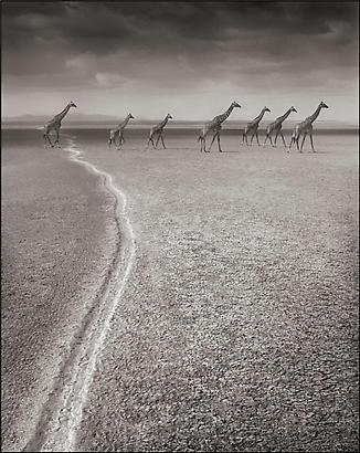 A SHADOW FALLS / Nick Brandt | 小宮山書店 KOMIYAMA TOKYO